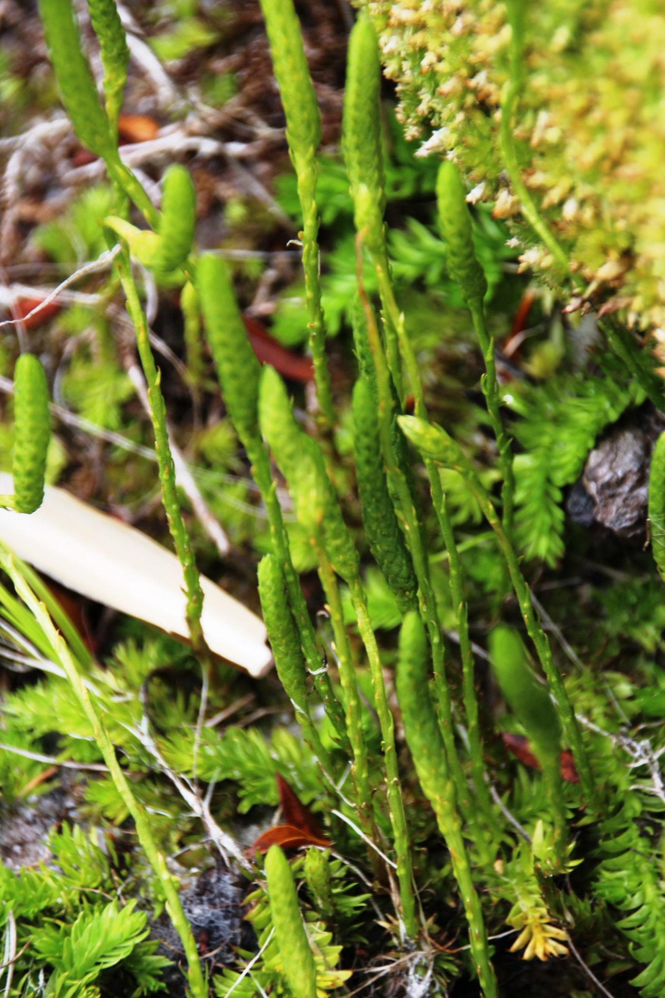Pseudolycopodiella caroliniana