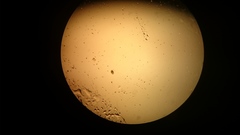 Lecane quadridentata