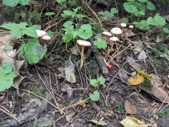 Fungi