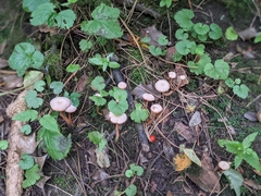 Fungi