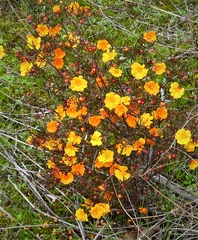 Hibbertia stellaris