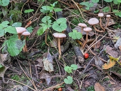 Fungi