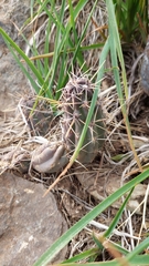 Austrocactus spiniflorus