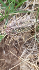 Austrocactus spiniflorus