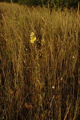 Verbascum ovalifolium