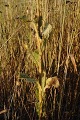 Verbascum ovalifolium