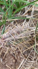 Austrocactus spiniflorus