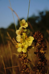 Verbascum ovalifolium