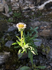 Erigeron morrisonensis morrisonensis