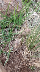 Austrocactus spiniflorus