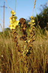 Verbascum ovalifolium