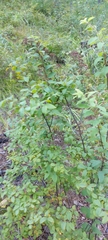 Spiraea media