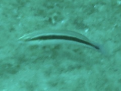 Coris caudimacula
