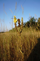 Verbascum ovalifolium