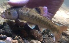 Bluefin Stoneroller photo 1