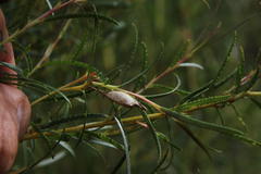 Empleurum unicapsulare