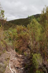 Empleurum unicapsulare