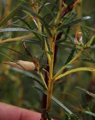 Empleurum unicapsulare