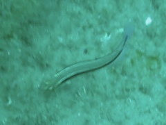 Coris caudimacula