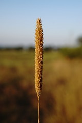 Phleum paniculatum