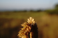 Phleum paniculatum
