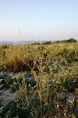 Bifora radians