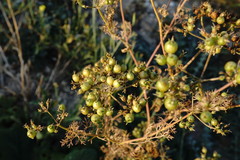 Bifora radians