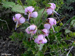 Alstroemeria revoluta