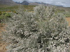 Aspalathus candicans