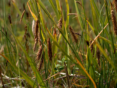 Carex paleacea