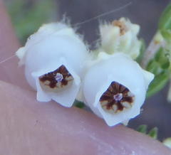 Erica fimbriata