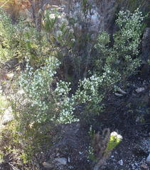 Erica fimbriata