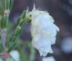 Erica fimbriata