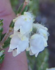 Erica fimbriata
