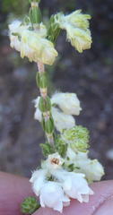 Erica fimbriata