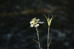 Nigella arvensis