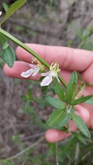 Teucrium bicolor