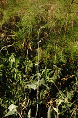 Atriplex micrantha