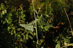 Atriplex micrantha