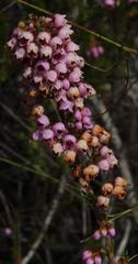 Erica curvirostris