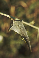 Atriplex micrantha