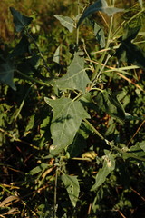 Atriplex micrantha