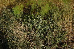 Atriplex micrantha