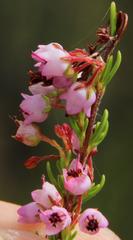 Erica curvirostris