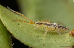Paronellidae
