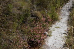 Erica curvirostris