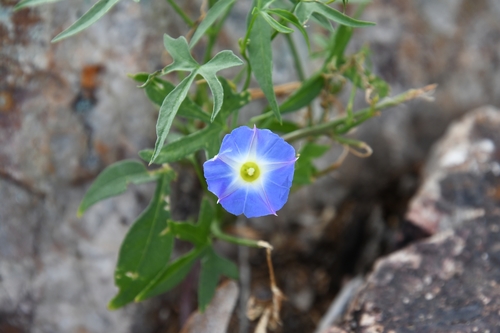 Image of Ipomoea barbatisepala by (c) Mike Ostrowski, some rights reserved (CC BY-SA)