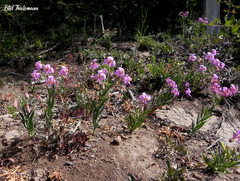 Alstroemeria revoluta