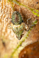 Taractellus chilensis