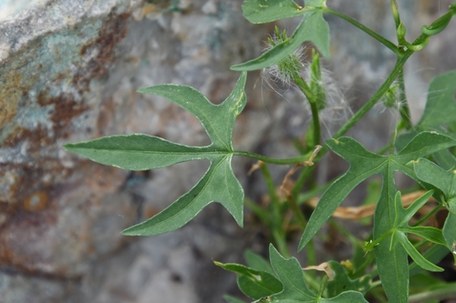 Image of Ipomoea barbatisepala by (c) Mike Ostrowski, some rights reserved (CC BY-SA)